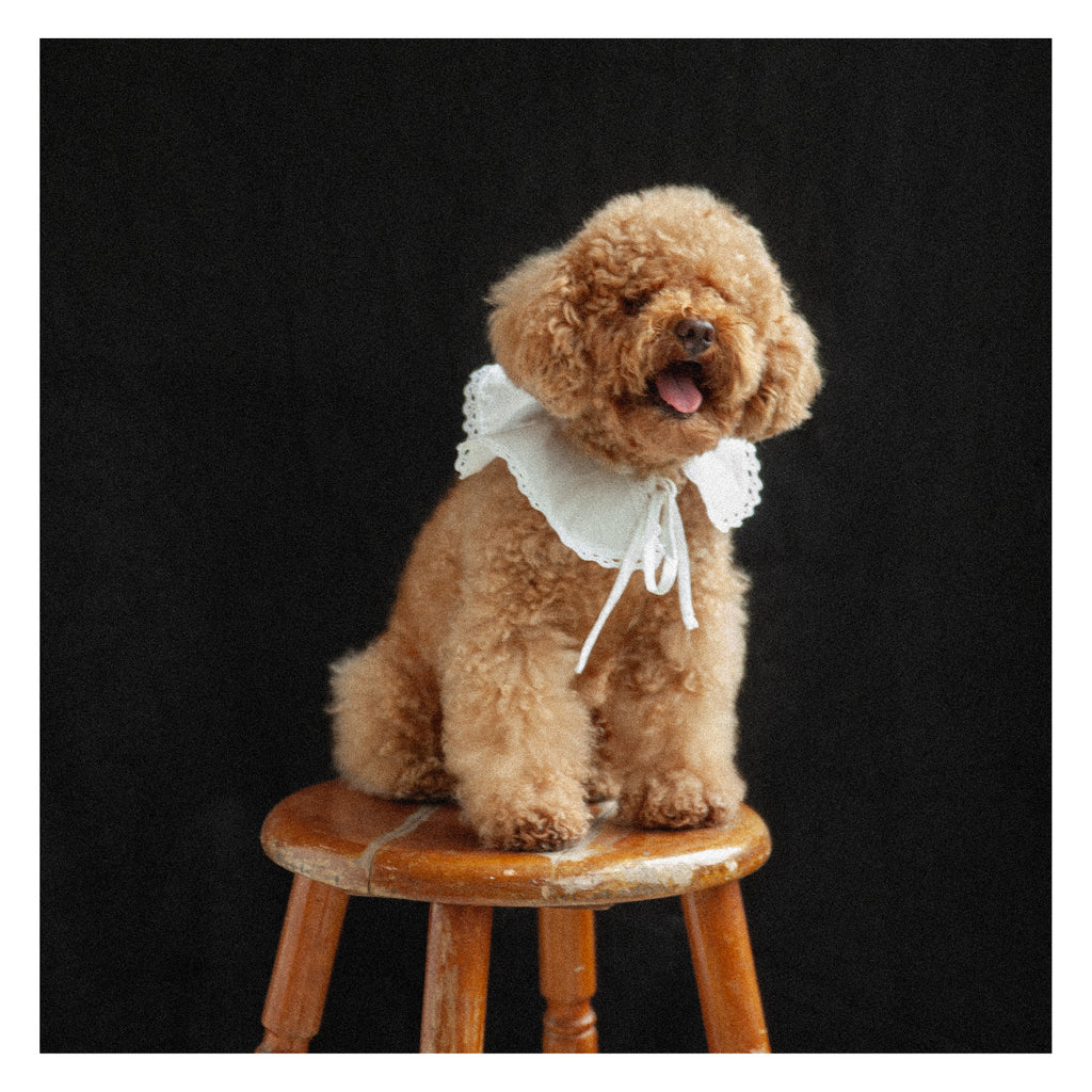 Pancake Collar ( Pet edition)