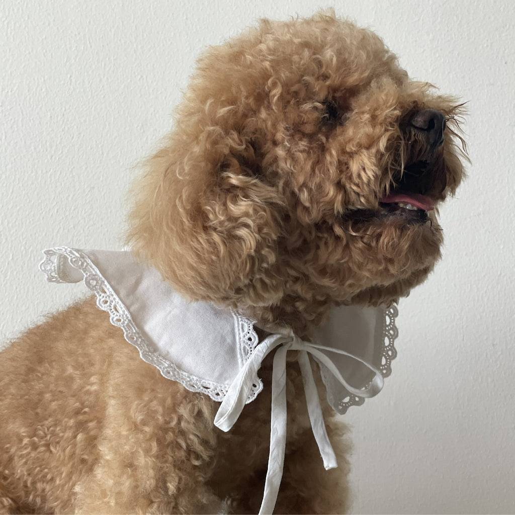 Pancake Collar ( Pet edition)
