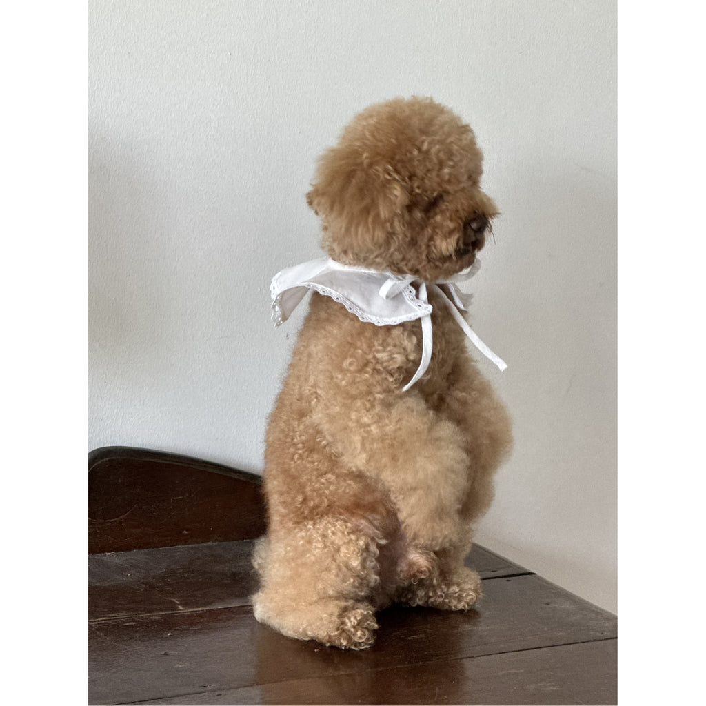 Pancake Collar ( Pet edition)