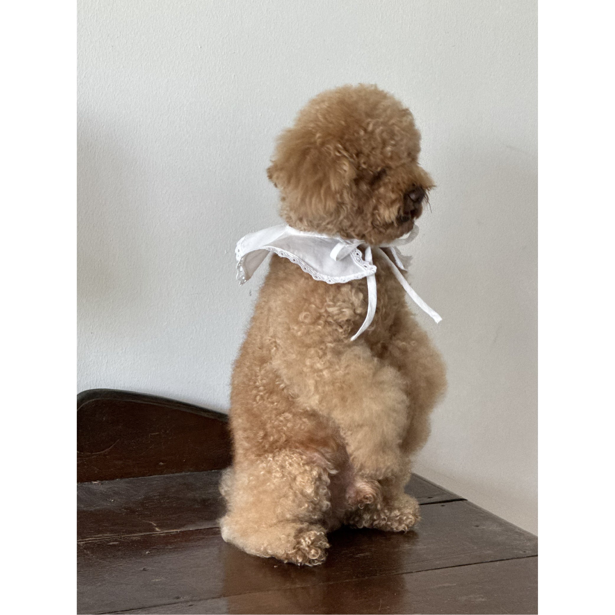 Pancake Collar ( Pet edition)