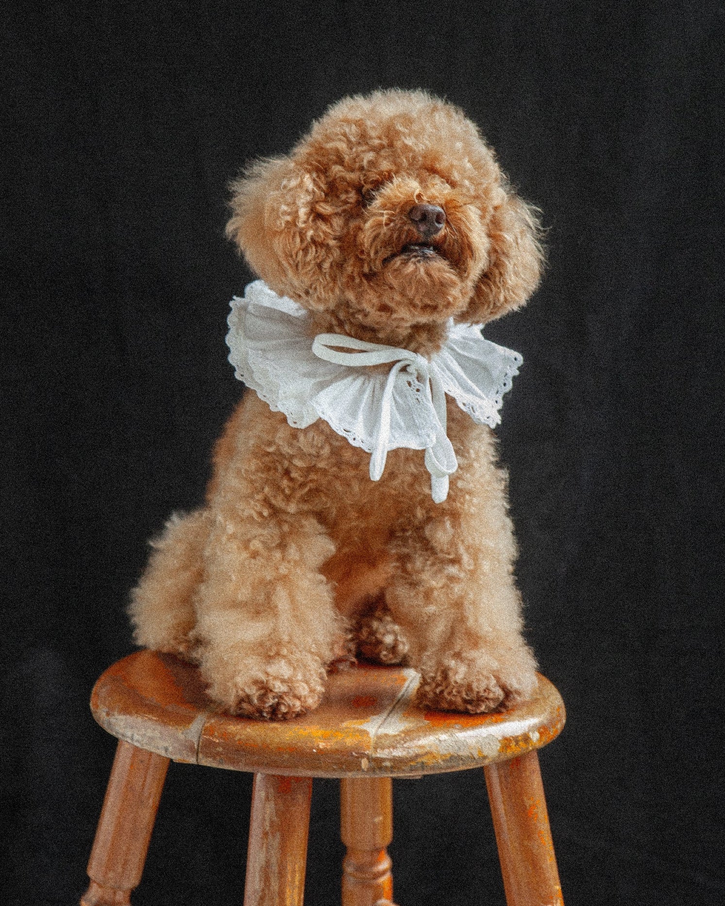 Waffle Collar ( Pet Edition)