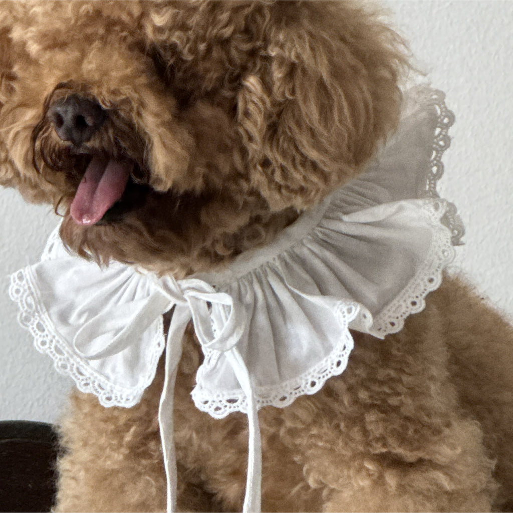 Waffle Collar ( Pet Edition)