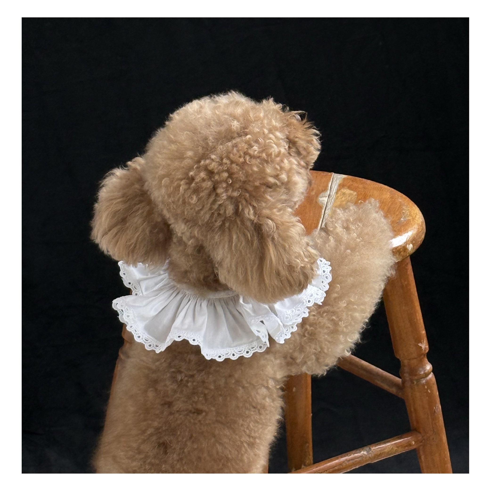 Waffle Collar ( Pet Edition)